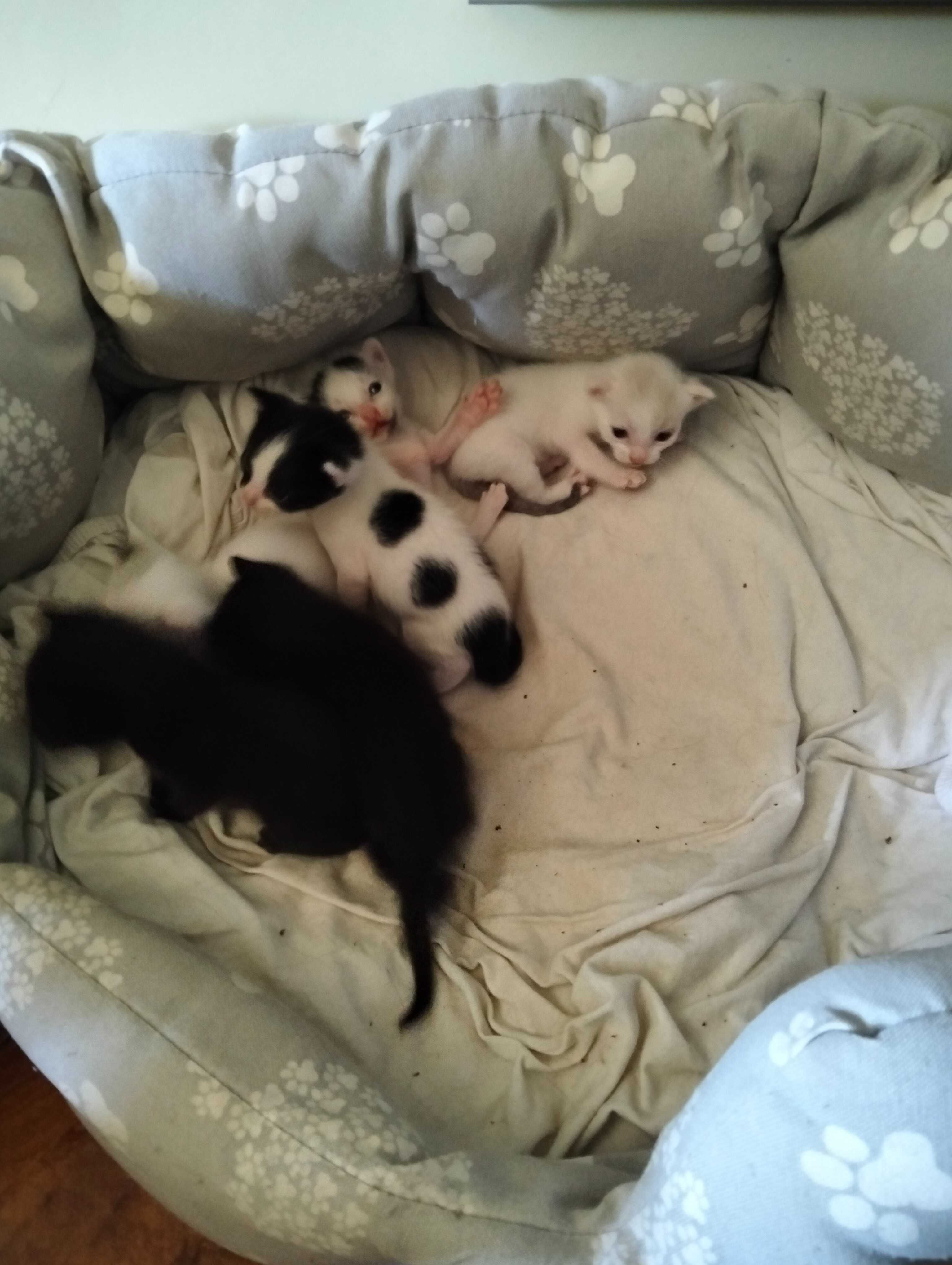 Gatinhos para adoção