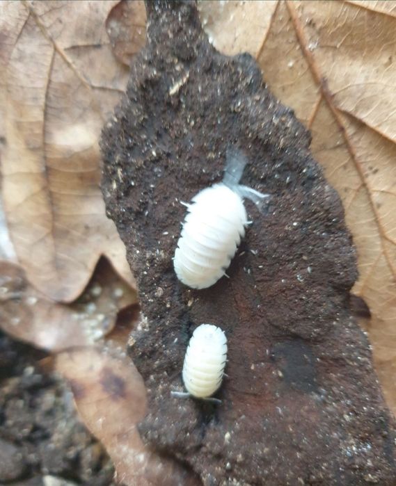 Таракан изумрудный