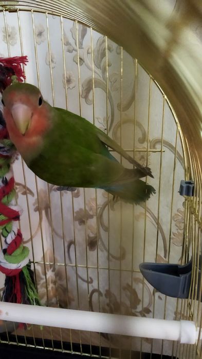 Клітка для папуги і птах