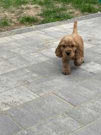 Cocker spaniel szczeniak