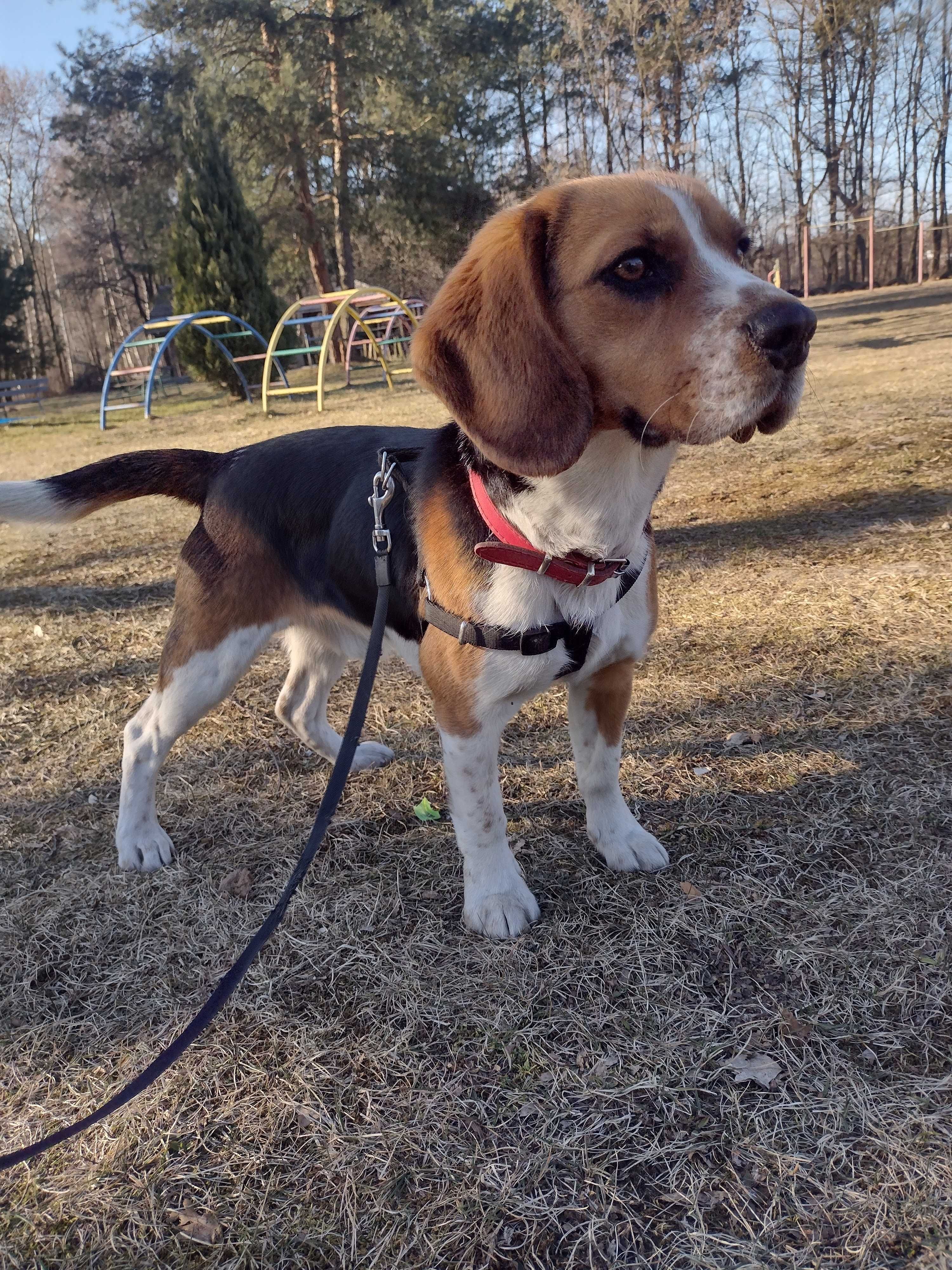 Pies Beagle Tricolor