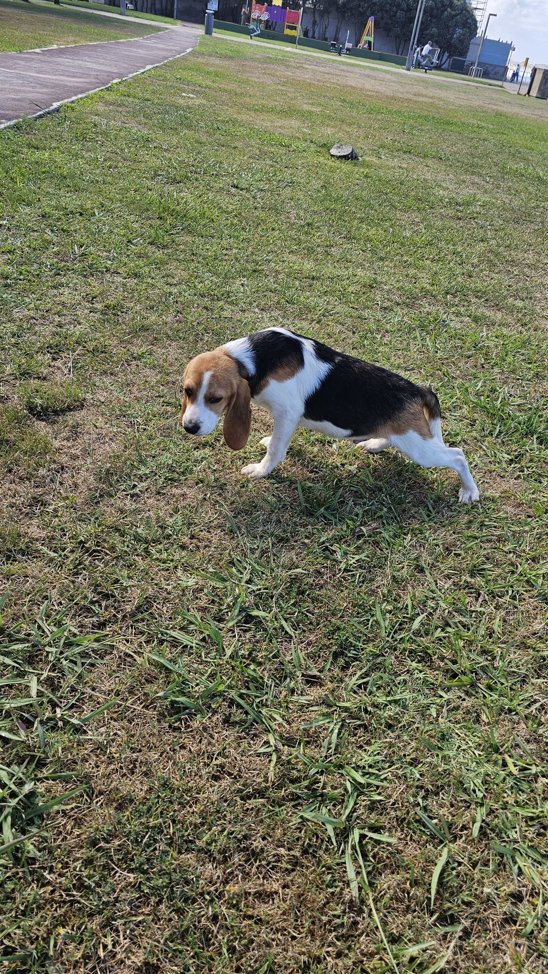 Beagle tricolor macho