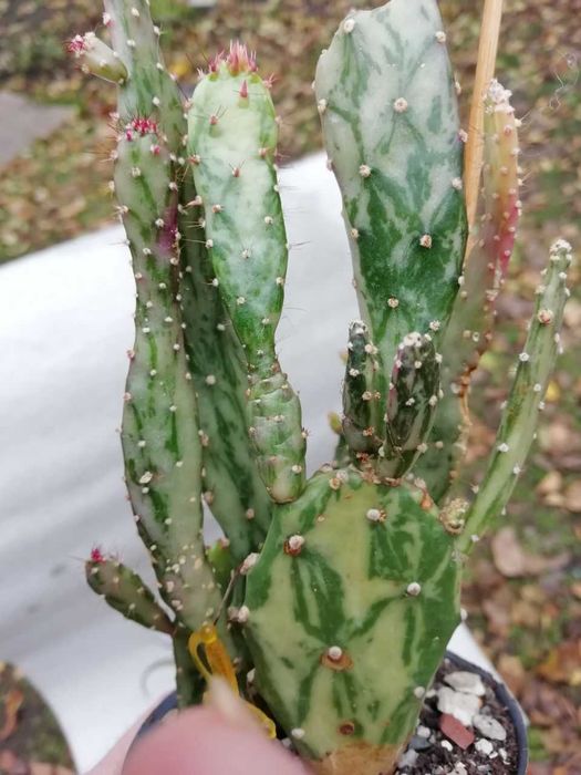 Opuntia monacantha variegata