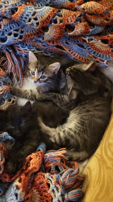 Котята в добрые руки