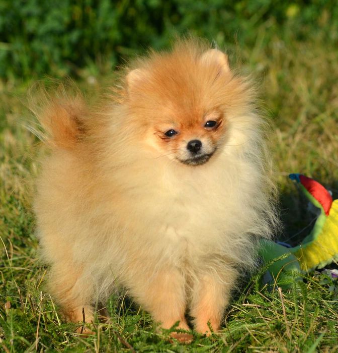 Szpic Miniaturowy Pomeranian śliczna suczka Wika ZKwP FCI rodowód