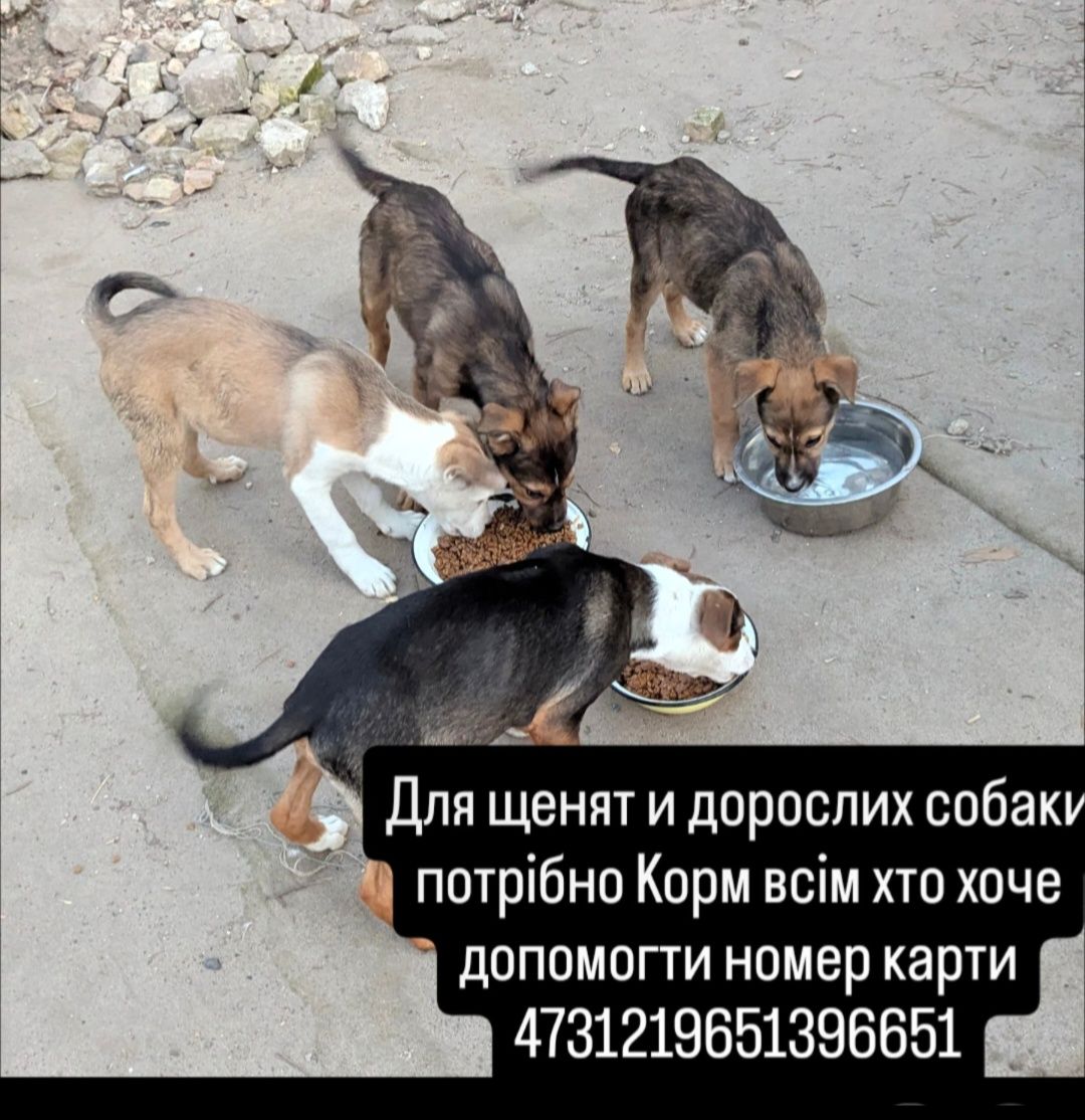 Щенки в добрі руки безкоштовно