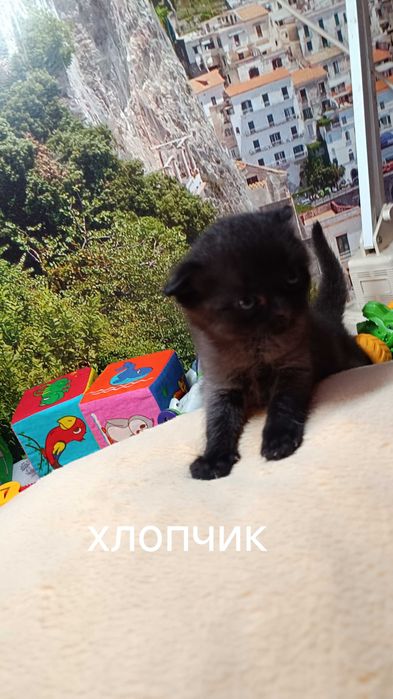 Кошенята Шотланд та британці