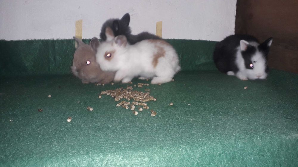 Кролики карликові, декоративні кролики.