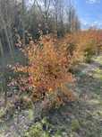 Cornus mas - Dereń jadalny (gesty, owocujący krzew)