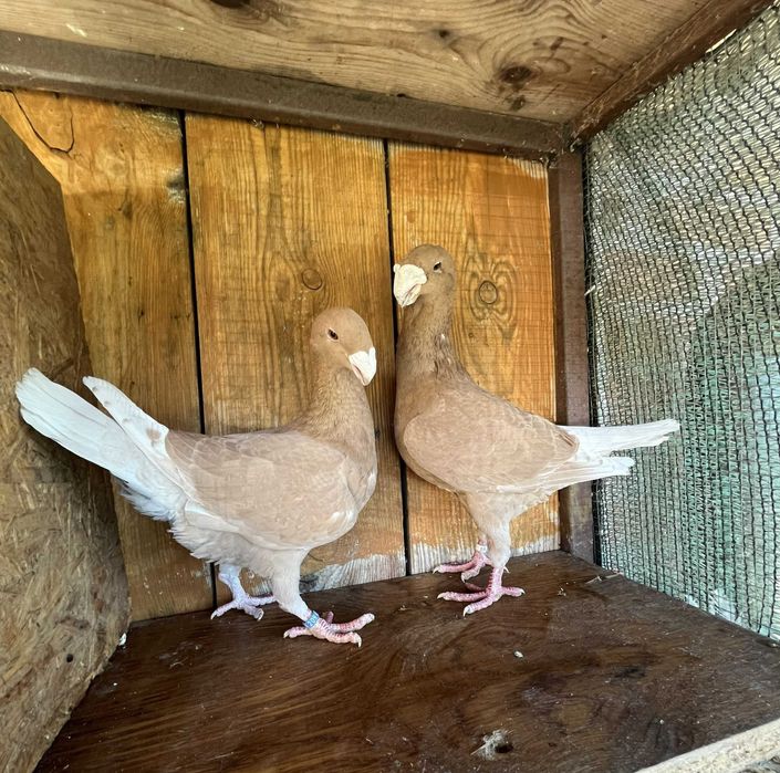 Gołębie niemiecki wystawowy para żółtych