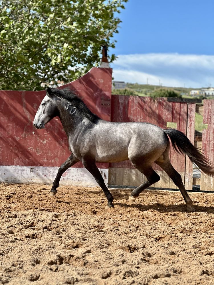 Cavalo Lusitano Puro,  Veiga !