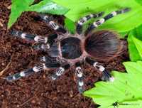 Acanthoscurria geniculata L.6