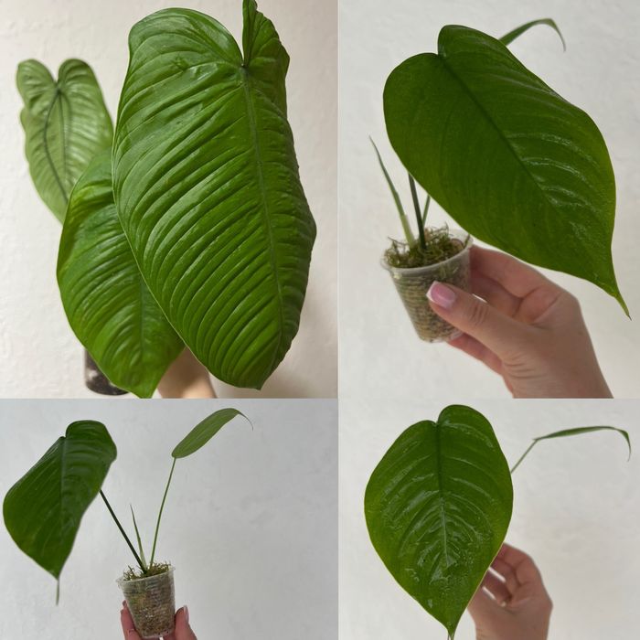 Филодендрон Melanochrysum variegated,Tenue,Congo Marble,Hederaceum var