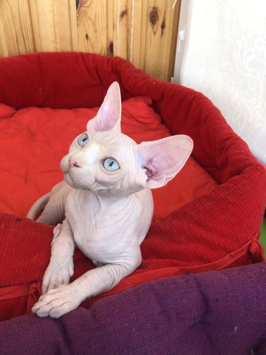 Девочка  голубоглазая