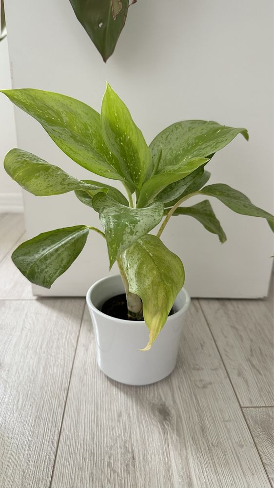 Aglaonema Key Lime