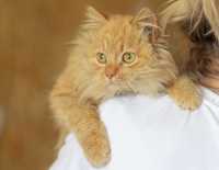 Леопольд 10 месяцев, солнечный котенок, рыжий кот