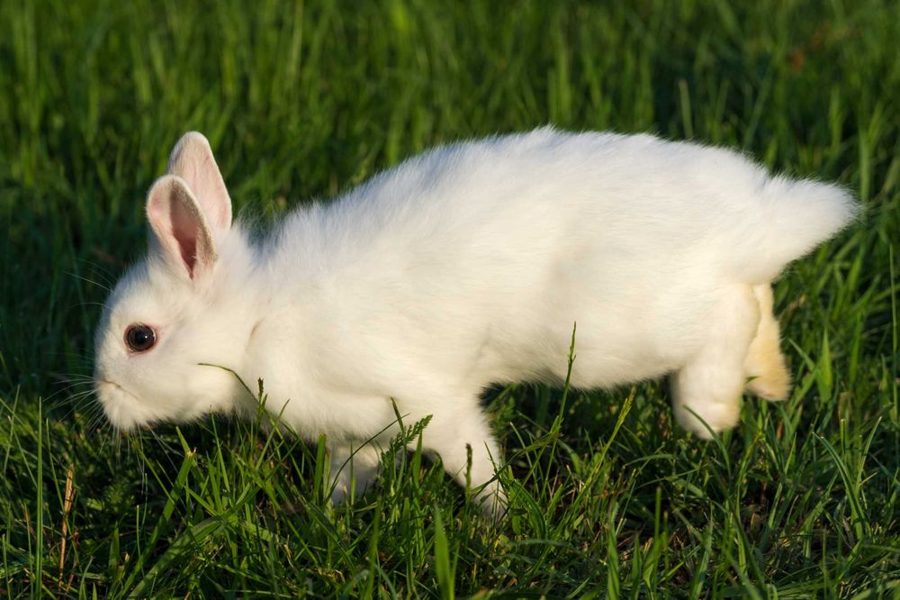 króliki lewki - miniaturki lwie