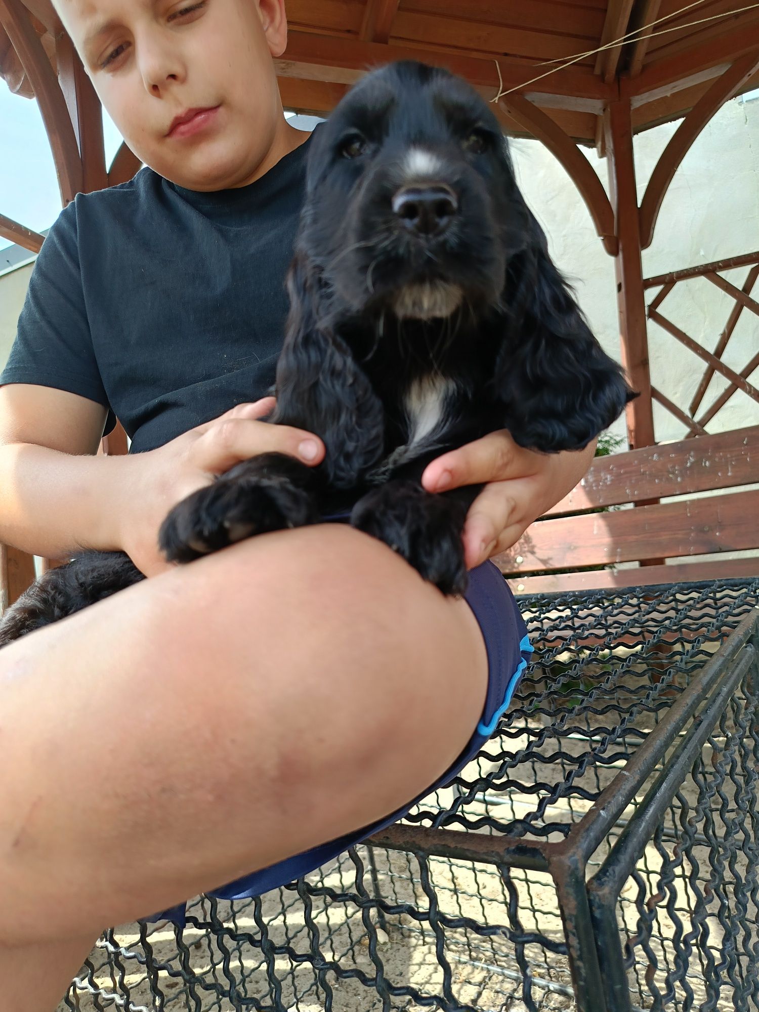 Cocker spaniel angielski