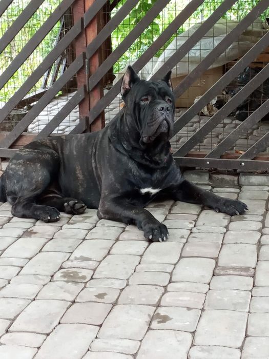 В'язка Кане корсо