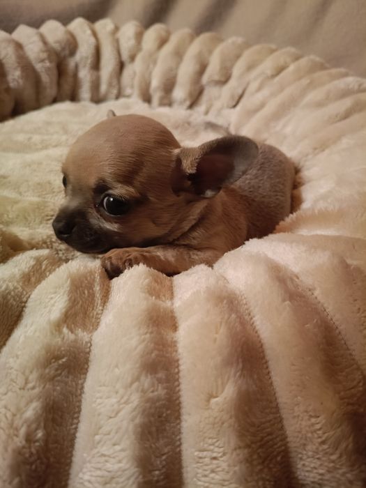 Chihuahua suczka