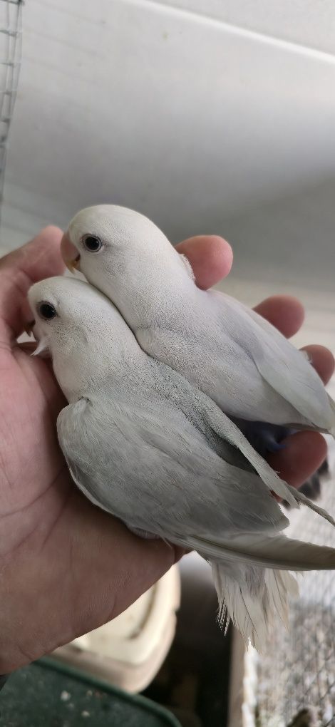 Varias aves domesticadas