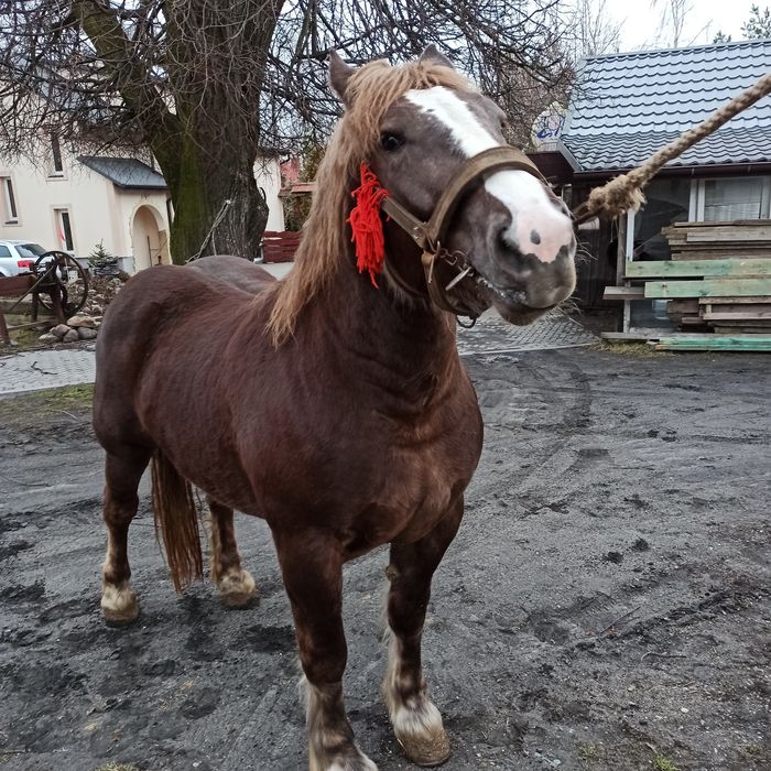 Sprzedam klacz zimnokrwistą