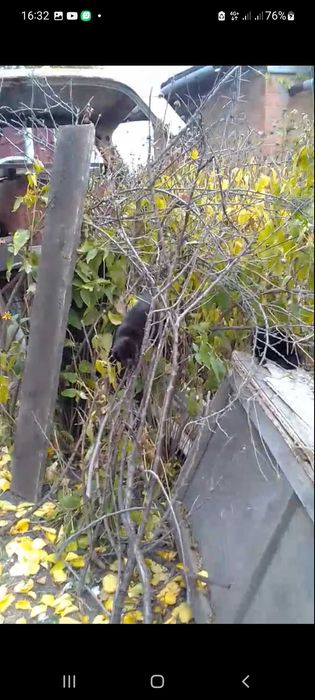 Котенок бесплатно