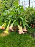 Datura brukmansia 3 letnia