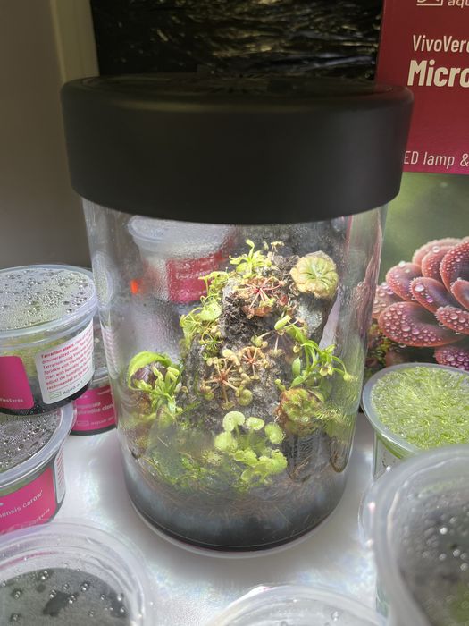 Aqua Art BivoVerde Tropical Rain 500ml MASSON