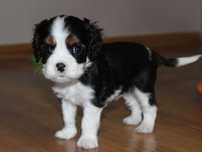 Piesek ZKwP gotowy do odbioru Cavalier King Charles Spaniel FCI