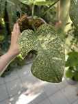 Monstera Thai ‚Starlight’