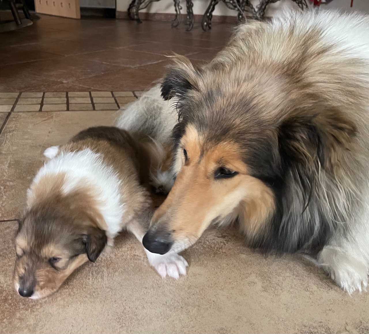 Szceniak Owczarek Szkocki Długowłosy Collie