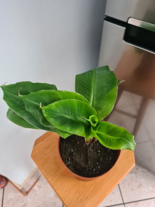 Bananowiec kwiat domowy