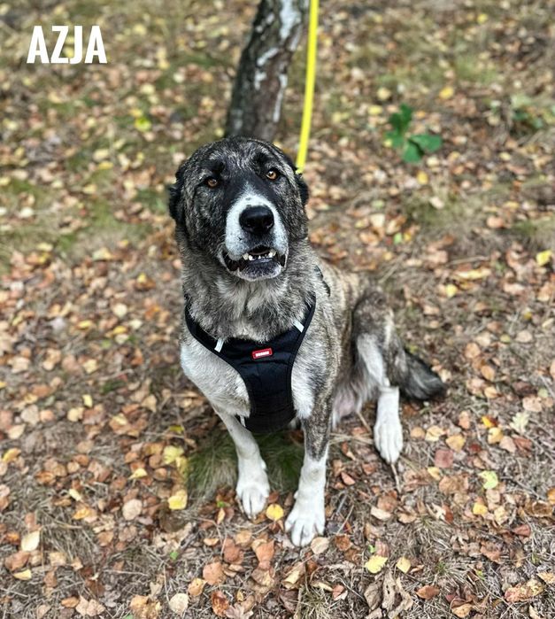 Owczarek środkowoazjatycki przyjazna Azja, adopcja za darmo oddam