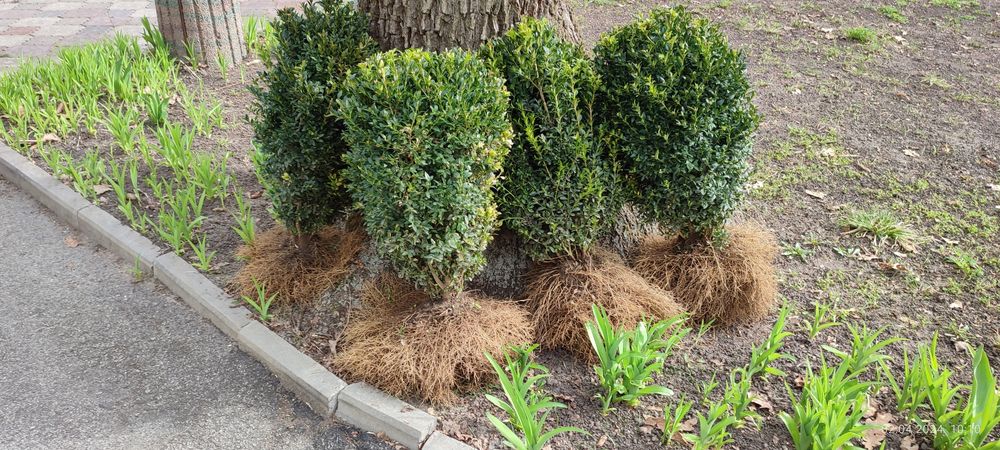 Самшит вічнозелений 2025