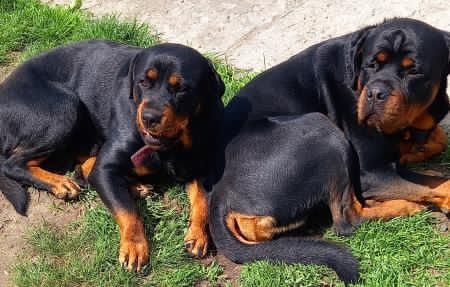 Szczeniaki Rottweiler