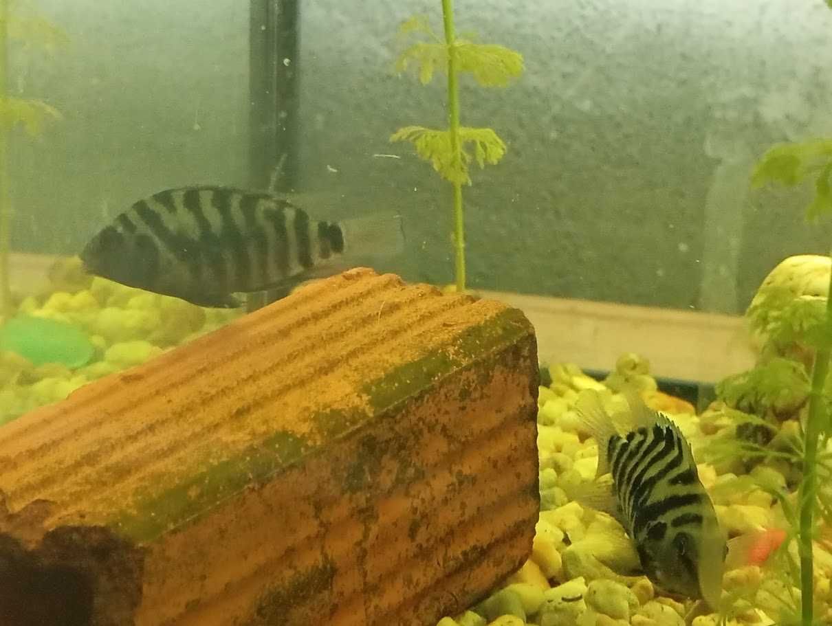 peixe papagaio anao (amphilophus citrinellus)
