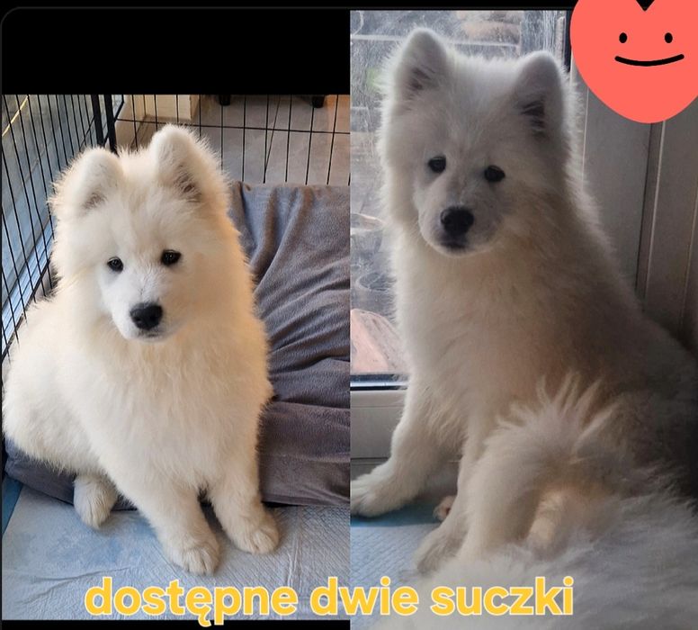 Samoyed gotowe do odbioru