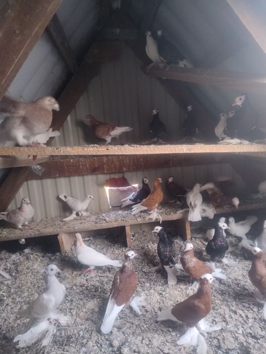 Gołębie ozdobne 24-25r