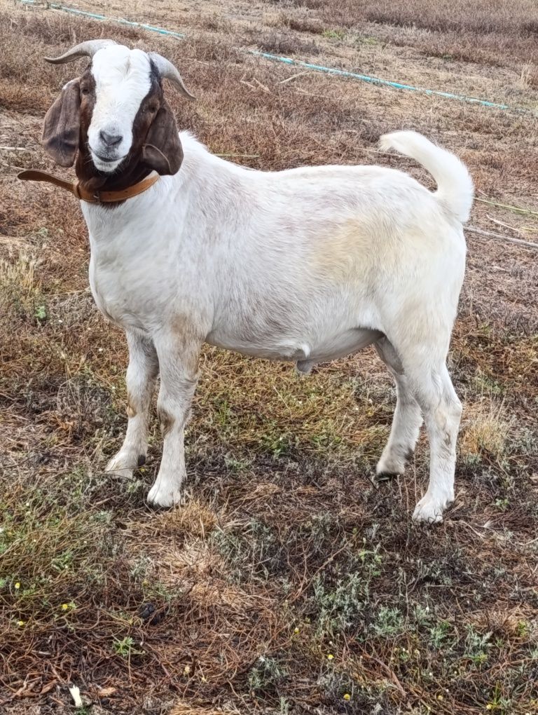 Vendo cabrito macho de raça Boer .