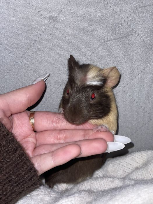 Swinki morskie samce male