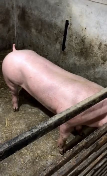 Сім’я високопродуктивних хряків.