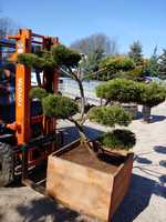 Jalowiec formowany bonsai