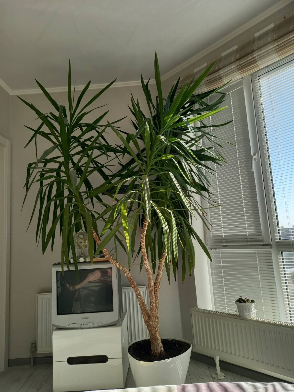 Пальма домашняя 2,5м