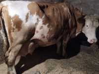 Продается корова Сементальскоі породи.