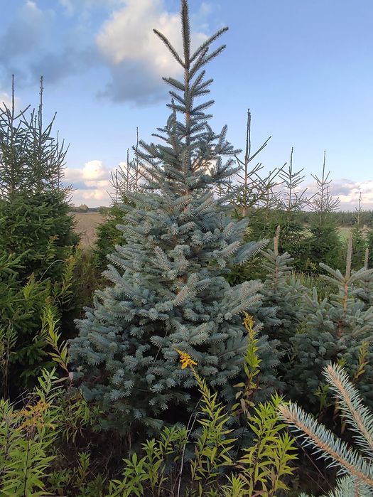 Choinki świąteczne