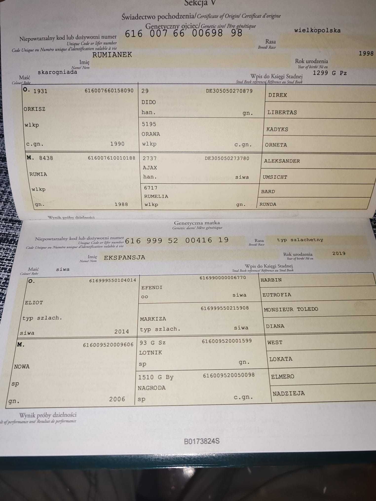 Sprzedam klacz/ koń
