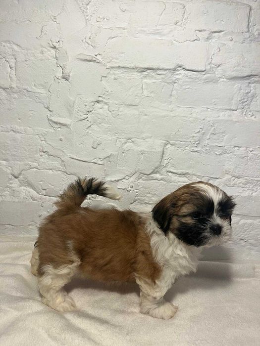 Shih-tzu suczka ZKwP FCI