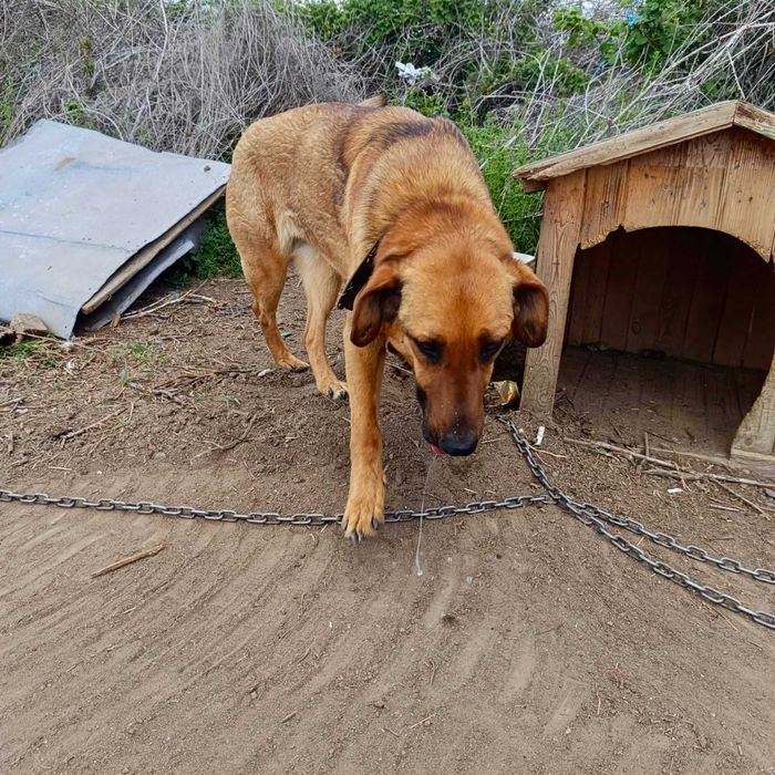 MICHALINA 1,5 cudowna sunia uratowana z łańcucha