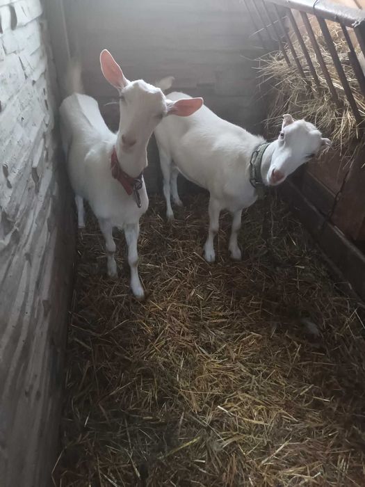 Koza La mancha sprzedam
